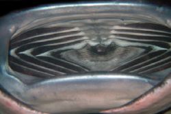 Manta Ray's mouth during a night dive on the Kona Coast o... by Alex Dorward 